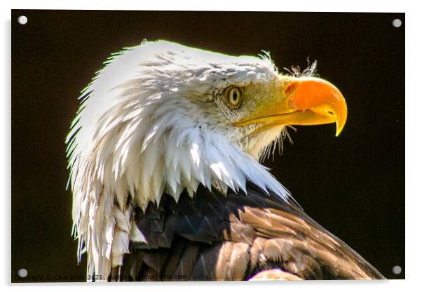 Head shot , Bald Eagle Acrylic by Clive Wells