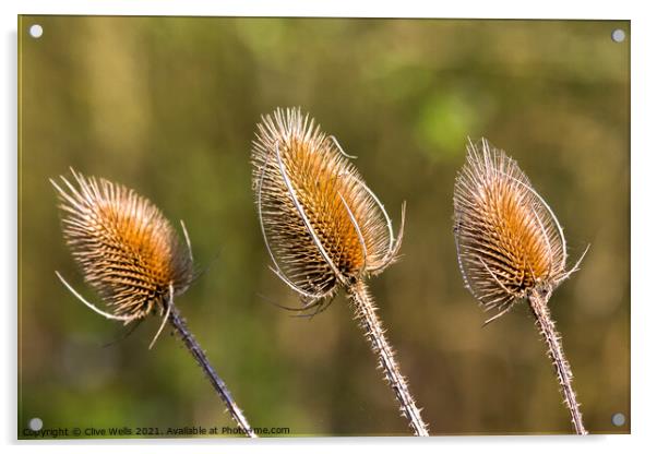 Three Thistle heads seen in the sun early in the y Acrylic by Clive Wells