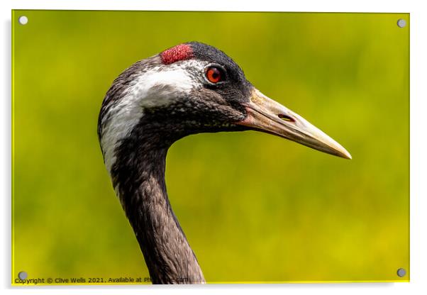 Eurasian Crane head shot Acrylic by Clive Wells