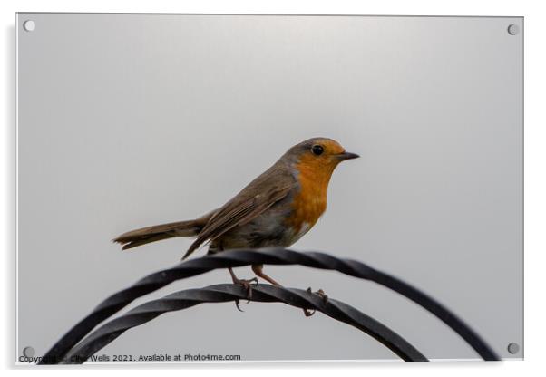 Robin at rest Acrylic by Clive Wells