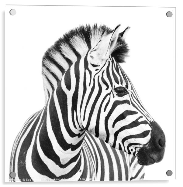 Zebra on white background Acrylic by Sue Hoppe