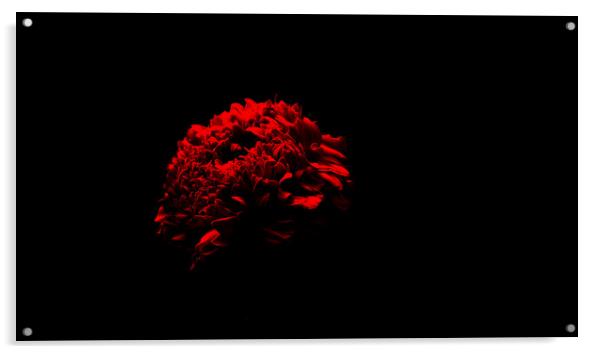 Red Marigold Acrylic by Dinil Davis