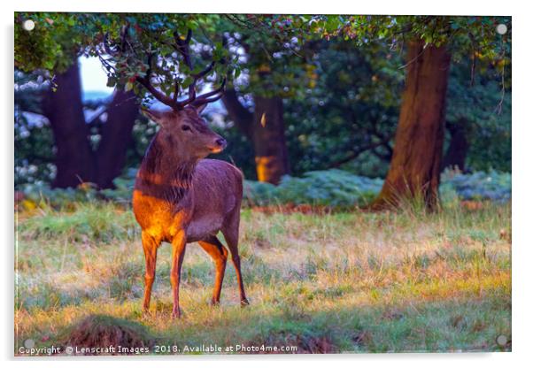 Red Deer on Richmond Common Acrylic by Lenscraft Images