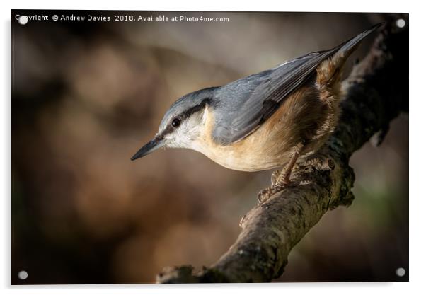 Nuthatch Acrylic by Drew Davies