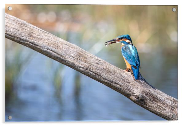 Kingfisher Acrylic by Drew Davies