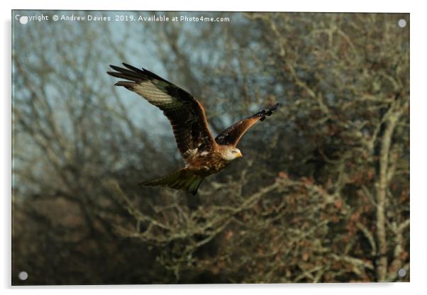 Red Kite Portrait Acrylic by Drew Davies