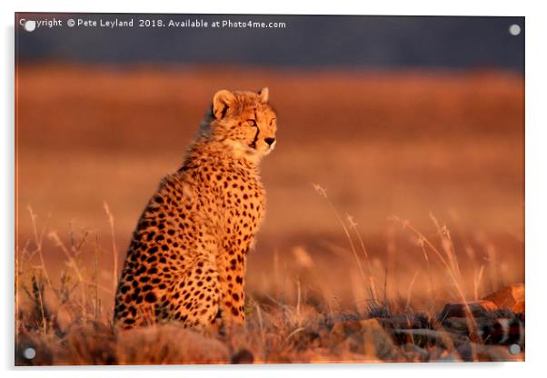 Cheetah Sunset Acrylic by Pete Leyland