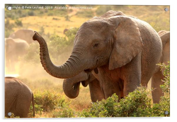 Elephant Communication Acrylic by Pete Leyland