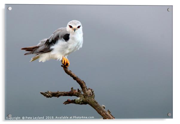 Black Shouldered Kite Acrylic by Pete Leyland
