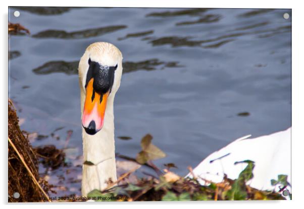 Swan Acrylic by Bob Hall