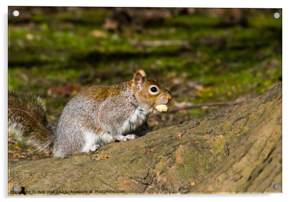 Nutty squirrel Acrylic by Bob Hall