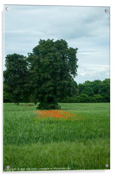 Apley woods with red poppies Acrylic by Bob Hall