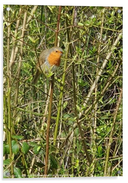 A Robin bird sitting on a branch Acrylic by Bob Hall