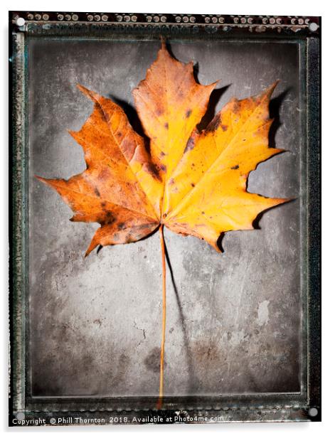 Maple Leaf on Slate Acrylic by Phill Thornton