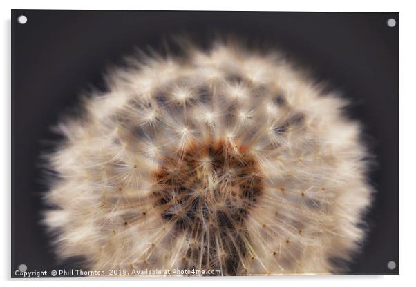 Close up of a Dandelion head. Acrylic by Phill Thornton