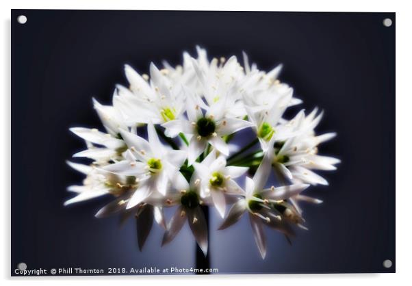 Wild Garlic flower No. 2 Acrylic by Phill Thornton
