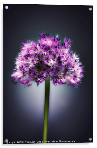 Single purple Allium. Acrylic by Phill Thornton