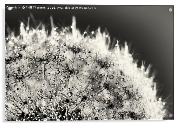 Abstract close up of a Dandelion head, with dew Acrylic by Phill Thornton