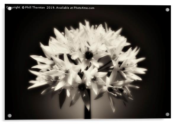 Wild Garlic flower No. 2 (B&W) Acrylic by Phill Thornton