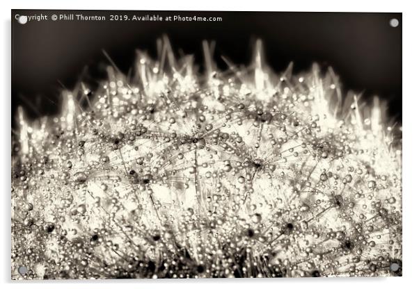 Abstract close up of a Dandelion head, with dew Acrylic by Phill Thornton