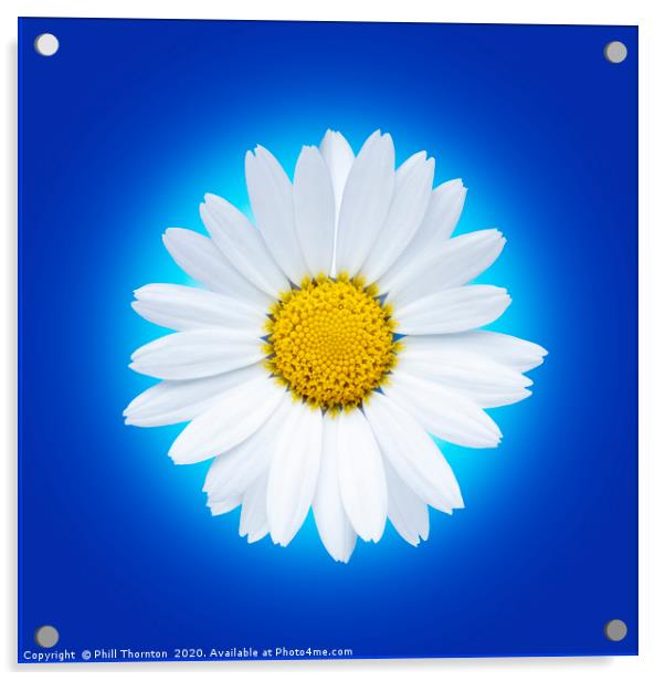 Isolated white daisy flower on a blue background. Acrylic by Phill Thornton