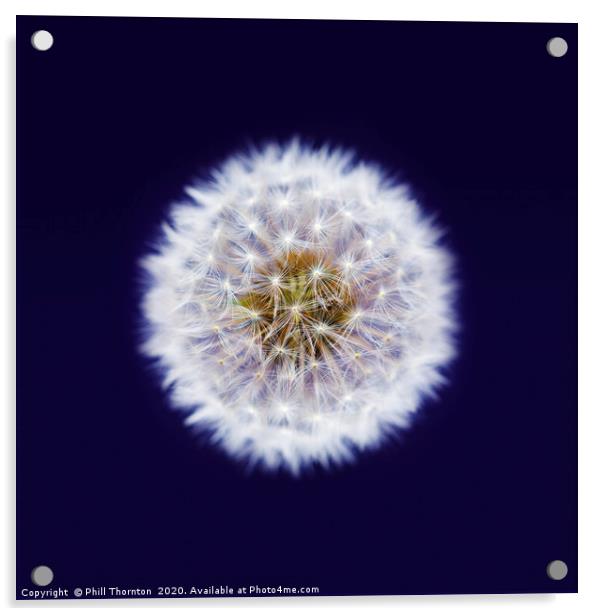 Isolated Dandelion seed head on a purple backgroun Acrylic by Phill Thornton
