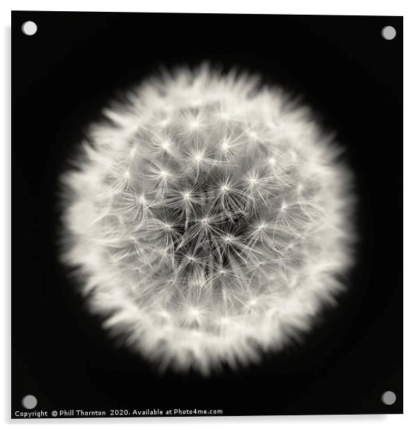 Isolated Dandelion seed head on a black background Acrylic by Phill Thornton