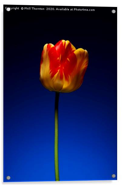 A single beautiful variegated yellow and red tulip Acrylic by Phill Thornton