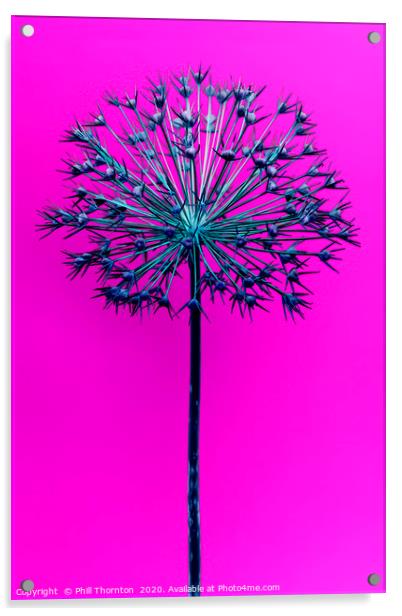 Abstract Allium No.1 Acrylic by Phill Thornton