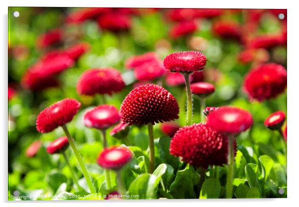 Radiant and Bold English Red Daisies Acrylic by Phill Thornton