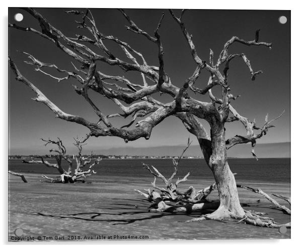 Driftwood Tree Acrylic by Gallery Three