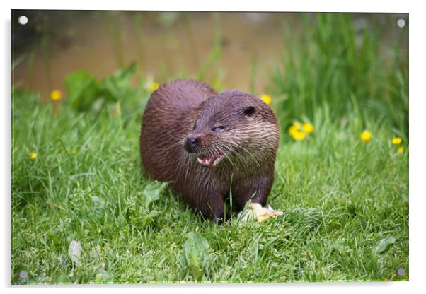 Otter funny cute face feeding Acrylic by Steve Mantell