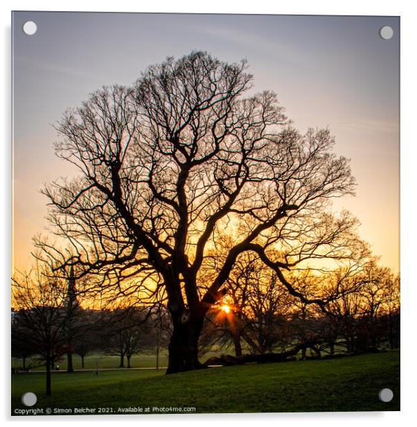Ancient Oak at Sunset Acrylic by Simon Belcher