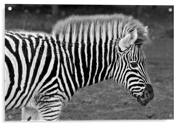 Zebra in Black and White Acrylic by Susan Snow