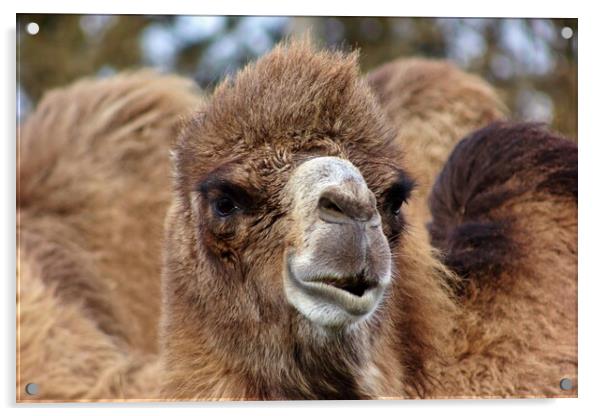 Bactrian camel Acrylic by Susan Snow
