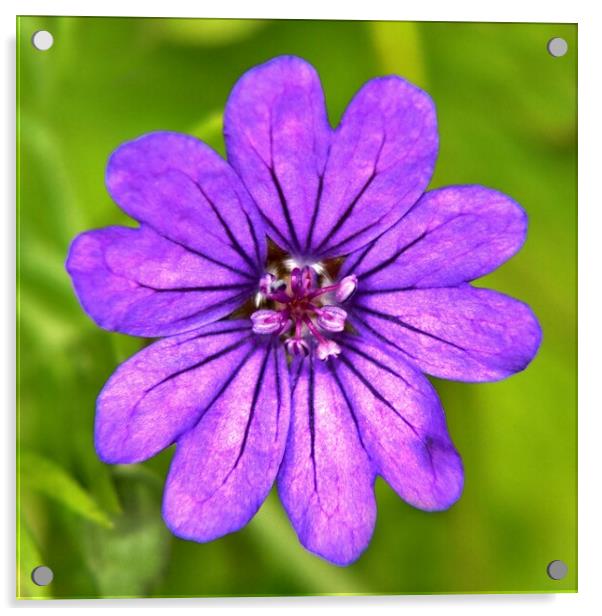 Purple Geranium Acrylic by Susan Snow
