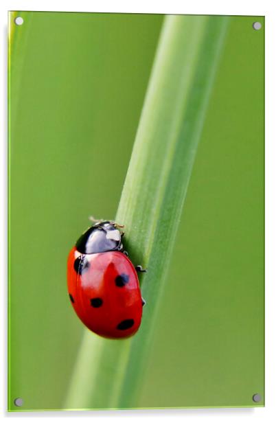 Seven Spot ladybird Acrylic by Susan Snow