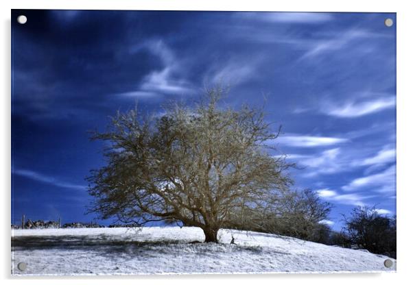 Tree in Infrared Acrylic by Susan Snow
