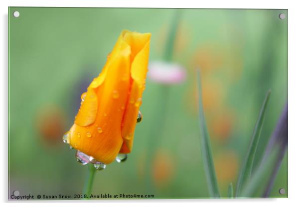 Water Droplets on a California Poppy Acrylic by Susan Snow