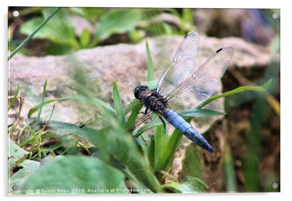 Broad-Bodied Chaser Dragonfly Acrylic by Susan Snow