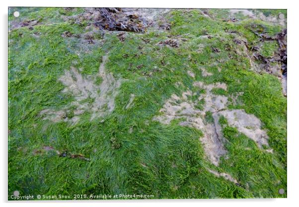 Dinosaur Footprints on the Isle of Skye Acrylic by Susan Snow