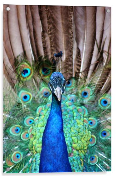 Peacock Display Acrylic by Susan Snow