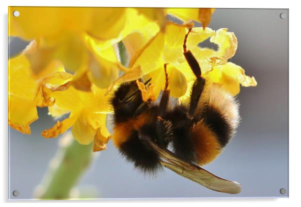 Pollinating Bumblebee Acrylic by Susan Snow