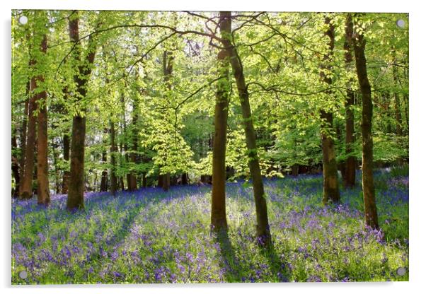 Cotswolds Bluebell Wood Acrylic by Susan Snow