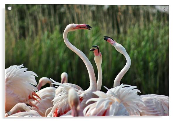 Playful Greater Flamingos Acrylic by Susan Snow