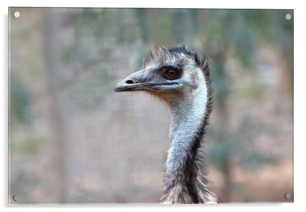 Emu Acrylic by Susan Snow
