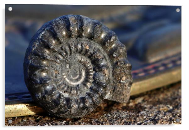 Bifericeras Ammonite Acrylic by Susan Snow