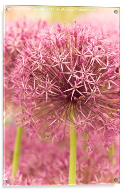 Purple Allium flower Acrylic by Katy Davison