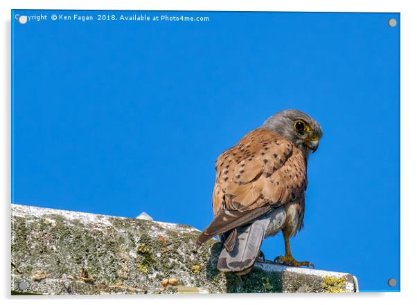 Kestrel Acrylic by Ken Fagan