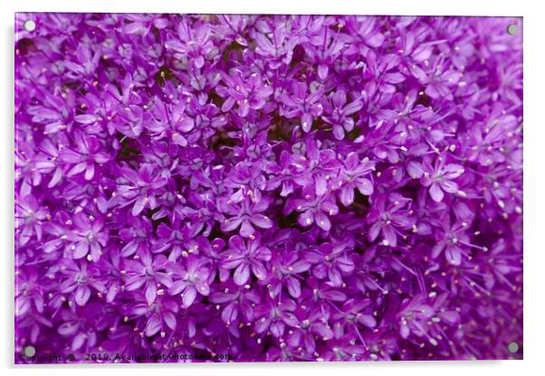 Large purple Allium Gigantium Acrylic by Penny Martin